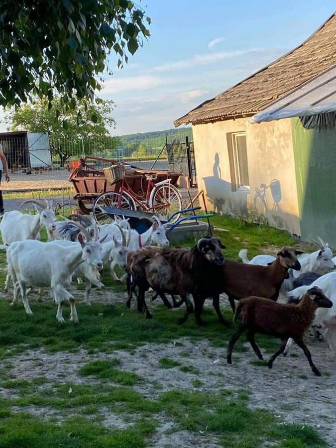 Gosp. Agroturystyczne Stary Gaj Villa Zerkowice Eksteriør bilde