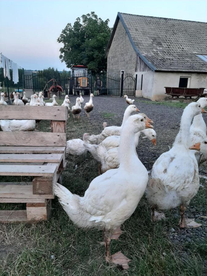 Gosp. Agroturystyczne Stary Gaj Villa Zerkowice Eksteriør bilde